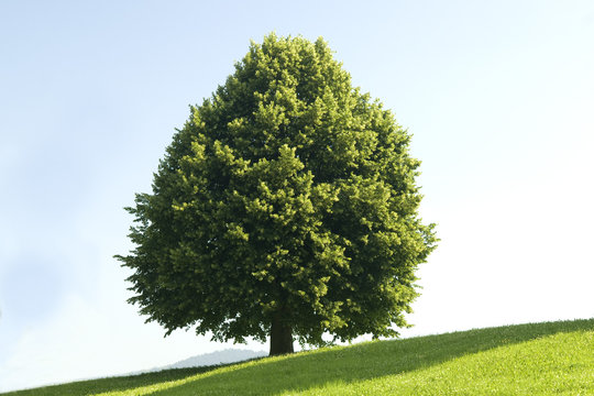 Lindenbaum