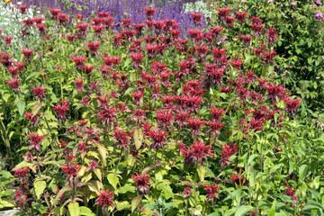 Monarda, hybrida, Gardenview scarlet