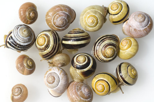 Schnirkelschnecken