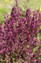 Steppensalbei, Pusztaflamme