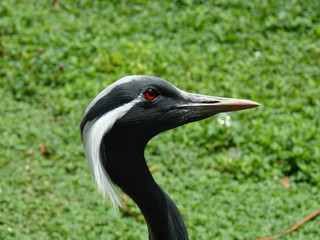 oiseau d'afrique