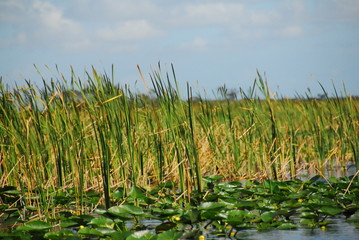 Everglades
