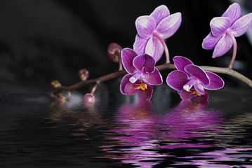 Orchidee im Wasser