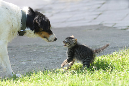 Cat And Dog