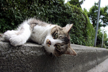 bordsteinkatze