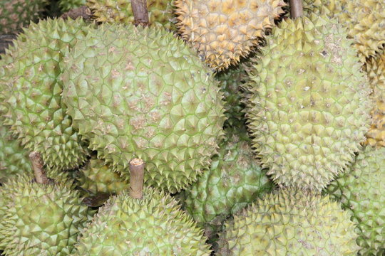 Durian - Frucht