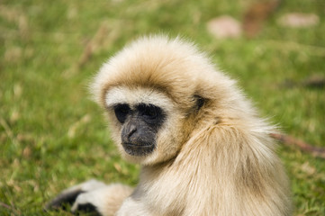 White Handed Gibbon