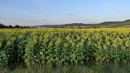Sonnenblumenfeld