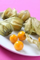 Physalis