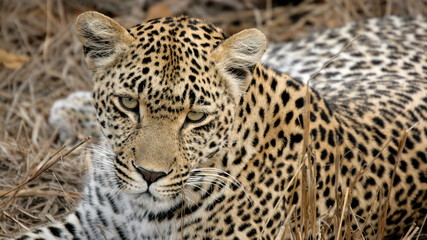 Fototapeta na wymiar Ciekawy Leopard, Sabi Sands, Kruger National Park, Republika Południowej Afryki