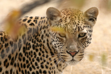Fototapeta na wymiar Szef Leopard