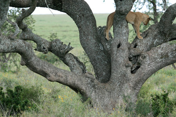 Lion sitting in Tree - Serengeti, Africa