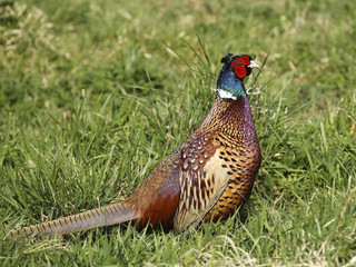 cock pheasant phasianus colchicus 2