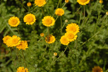 Meadow yellow flowers