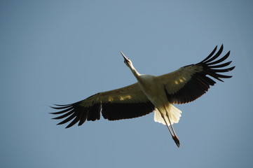 Storch im Flug