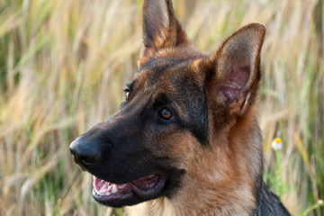 German Shepherd