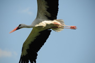 Storch im Flug