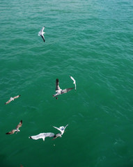 Brighton Seagulls Flying In The Air