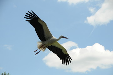 Storch im Flug