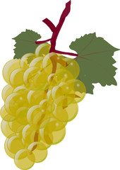 uvas