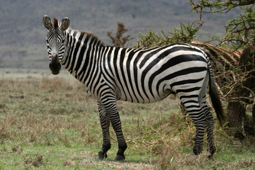 Zebra - Serengeti Safari, Tanzania, Africa