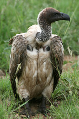 Vulture - Serengeti, Tanzania, Africa