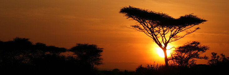 Naklejka premium Acacia Tree Sunset, Serengeti, Africa