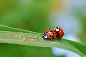 Two ladybugs mating on grass leaf in garden