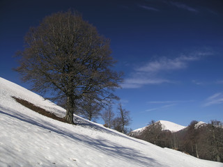 Faggio innevato