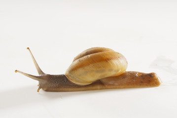 Walking Snail
