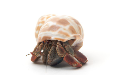 Hermit crab isolated on white