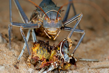 African Armoured ground cricket (Family Bradyporidae)