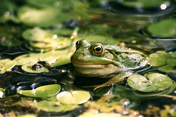 Green frog in the pond