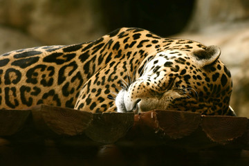 Sleeping leopard