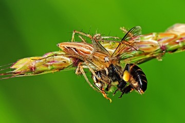 lynx spider eating a bee