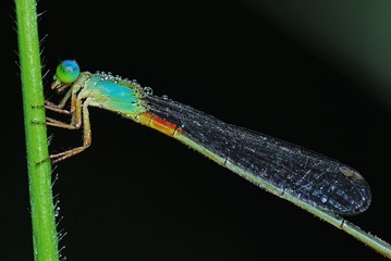 blue damselfly in the parks