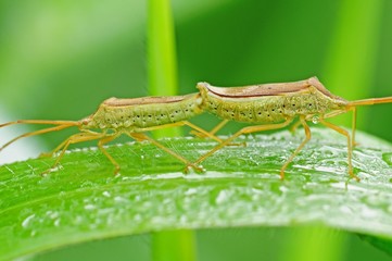 stink bug mating in the parks