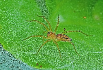 wolf spider and dew in the parks