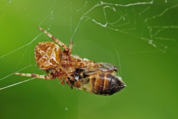 brown legged spider eating a bee