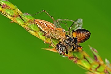 lynx  spider eating a bee