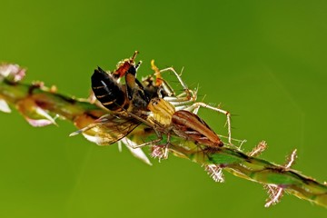 lynx spider eating a bee