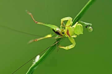 crab spider eating a grasshopper