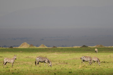 Fototapeta na wymiar Plains Zebra (Equus Quagga) at Masai Mara, Kenya