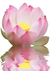 Cercles muraux fleur de lotus reflets de fleur rose de lotus sur fond blanc