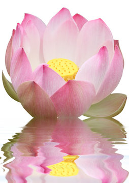 Fototapeta reflets de fleur rose de lotus sur fond blanc