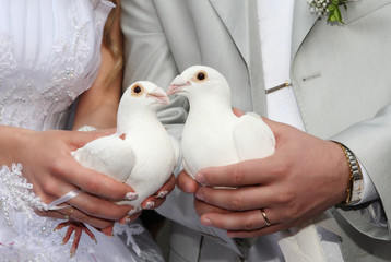 white pigeons is in the hands of newly-weds