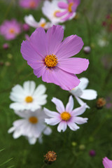 Fototapeta premium purple flower