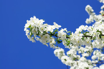 Branch blossoming apple-tree