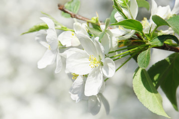 Branch blossoming apple-tree