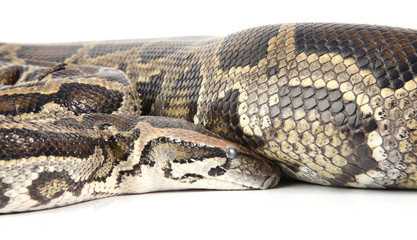 a photo of anaconda on white background